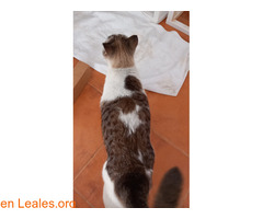 Gata hembra encontrada en pozo izquierdo / 3