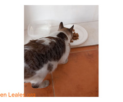 Gata hembra encontrada en pozo izquierdo / 4