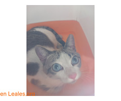 Gata hembra encontrada en pozo izquierdo / 5