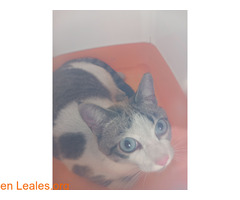 Gata hembra encontrada en pozo izquierdo / 6