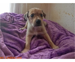 Apolo en adopción