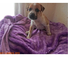 Atenea en adopción