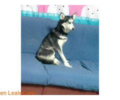 Everest en adopción