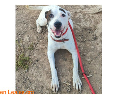 Arya en adopción