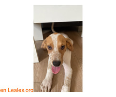 Blanqui en adopción