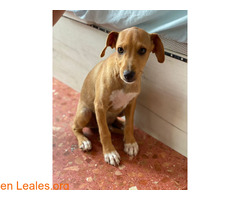 Benji en adopción