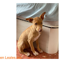 Kion en adopción