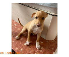 Kira en adopción