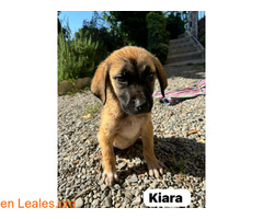 Kiara en adopción