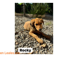 Rocky en adopción