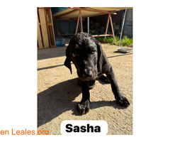Sasha en adopción