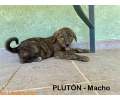 Plutón en adopción