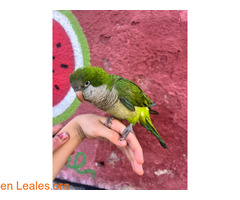 Cotorra encontrada en sabadell / 1
