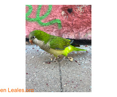 Cotorra encontrada en sabadell / 2