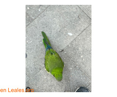 Cotorra encontrada en sabadell / 3