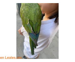 Cotorra encontrada en sabadell / 4