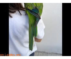 Cotorra encontrada en sabadell / 5