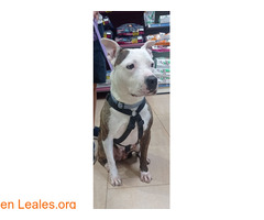 MANCHAS ADOPTADO