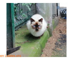 Gatos Gran Canaria Adopción / 6
