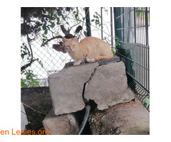 Gatos Gran Canaria Adopción / 7