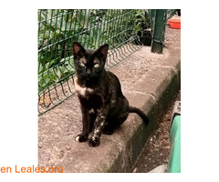 Gatos Gran Canaria Adopción / 8