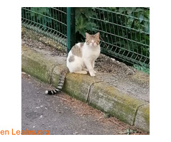 Gatos Gran Canaria Adopción / 9
