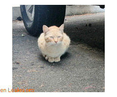 Gatos Gran Canaria Adopción / 10