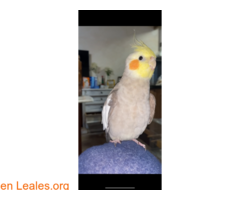 NINFA PERDIDA ( CLEO ) / 2