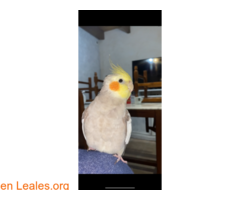 NINFA PERDIDA ( CLEO ) / 3