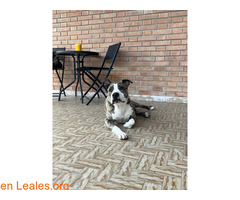 En adopción o acogida