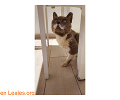 Gato Encontrado / 2