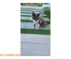 Gato Encontrado / 3