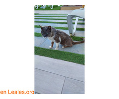 Gato Encontrado / 4