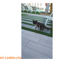 Gato Encontrado / 6