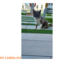 Gato Encontrado / 7