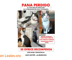 Gato perdido MADRID RECOMPENSA / 1