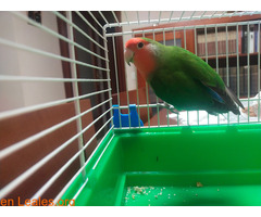 Agapornia encontrada / 2