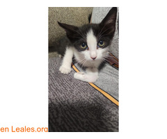 GATITOS RESCATADOS EN ADOPCIÓN / 2