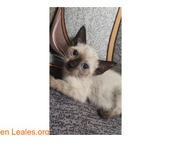 GATITOS RESCATADOS EN ADOPCIÓN / 3