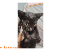 GATITOS RESCATADOS EN ADOPCIÓN / 4