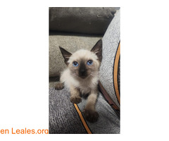 GATITOS RESCATADOS EN ADOPCIÓN / 5