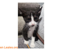 GATITOS RESCATADOS EN ADOPCIÓN / 6