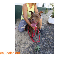 Dori adoptar