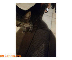 gata joven encontrada / 3