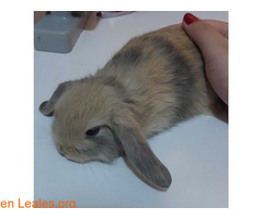 Belier ya adoptados