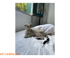 !Perdido! Nuestro bebe Gato - Vainilla