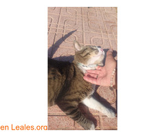 Gata encontrada!!! / 2