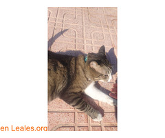 Gata encontrada!!! / 3