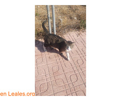 Gata encontrada!!! / 4