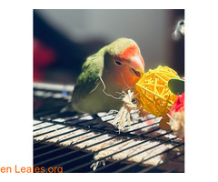 KIWI, AGAPORNIS PERDIDO / 2